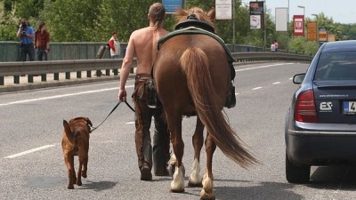 kůň a pes.jpg