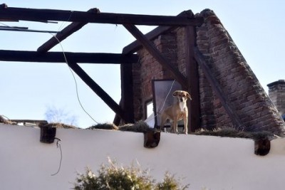 pes na střeše.jpeg