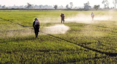 čínský farmář intenzivně používá pesticidy